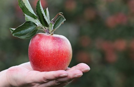 תרומת תפוח 200 ₪